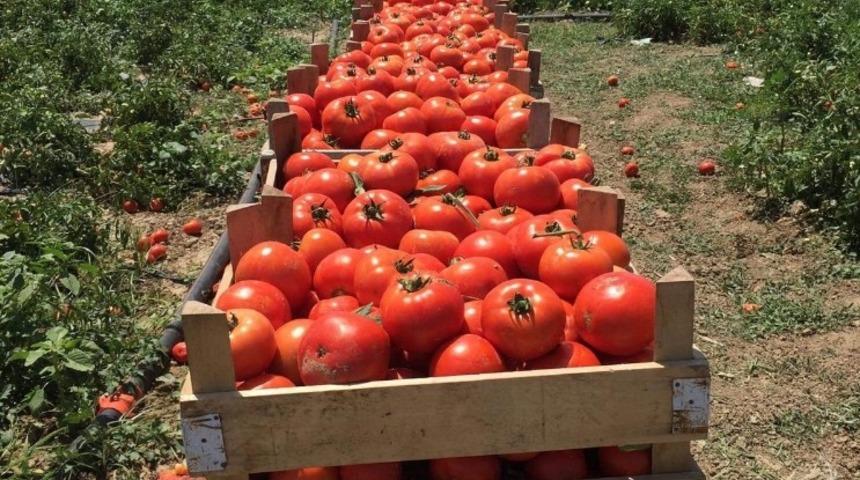Sakarya&rsquo;da domates hasadı y&uuml;z g&uuml;ld&uuml;rd&uuml;