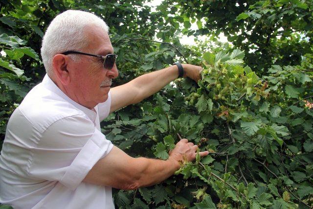 Fındık üreticisine hasat uyarısı