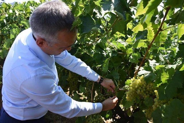 Manisa’da biyoteknik mücadele ile sağlıklı ve kaliteli ürün