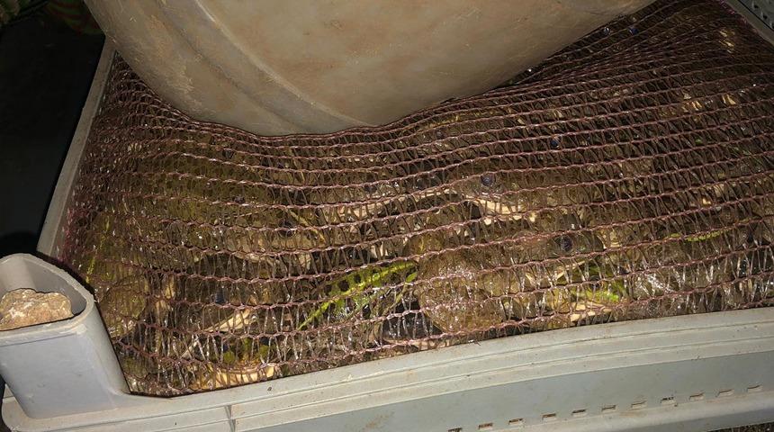 Otomobilde 3 bin kurbağa ele geçirildi