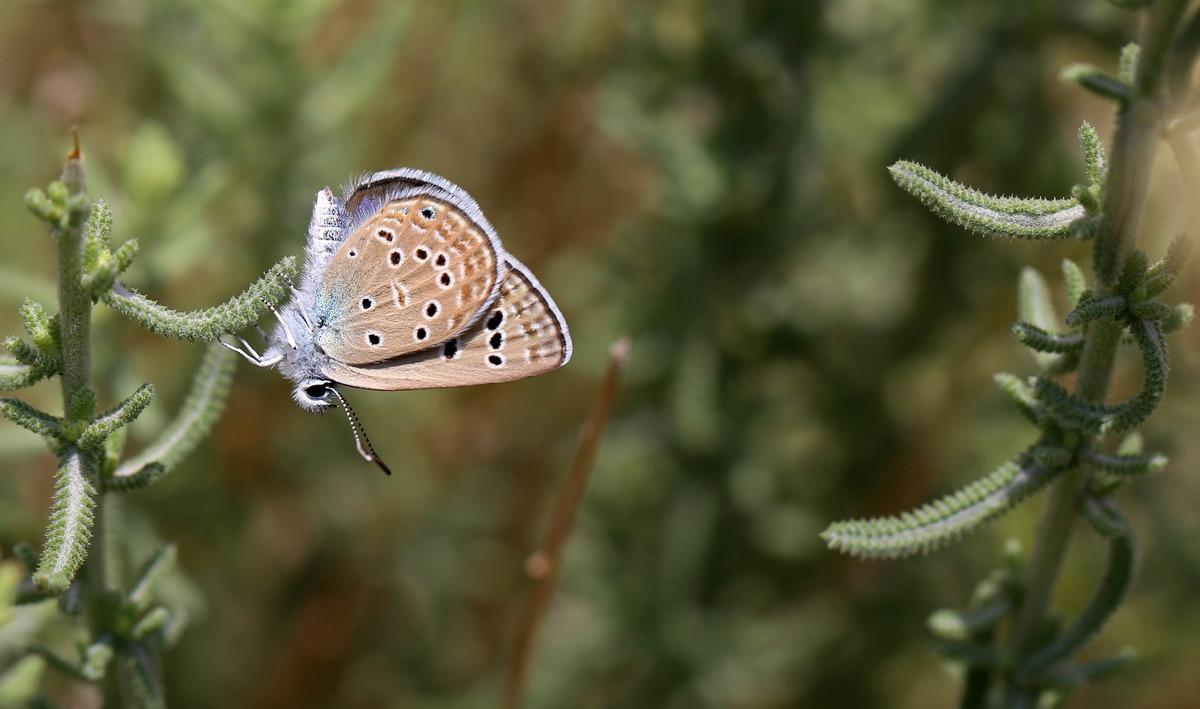 50'den fazlası bir arada! Onları g&ouml;rebilmek i&ccedil;in G&uuml;neydoğu Anadolu'yu karış karış gezdiler