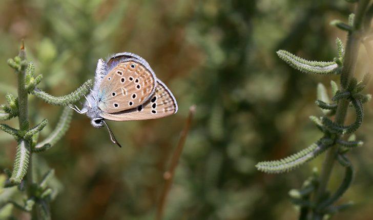50'den fazlası bir arada! Onları görebilmek için Güneydoğu Anadolu'yu karış karış gezdiler G3