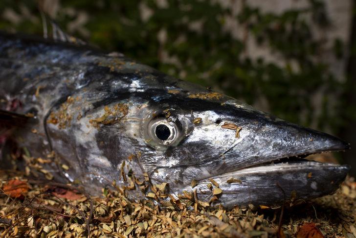 Hamilelere ‘kılıçbalığı ve kral uskumru’ uyarısı G4