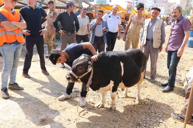 'Cüce' tosun 'Paşa' kurban pazarının ilgi odağı oldu