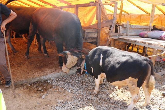 'Cüce' tosun 'Paşa' kurban pazarının ilgi odağı oldu