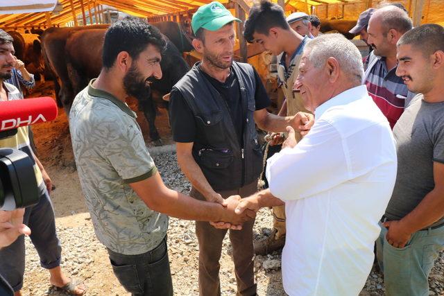 'Cüce' tosun 'Paşa' kurban pazarının ilgi odağı oldu