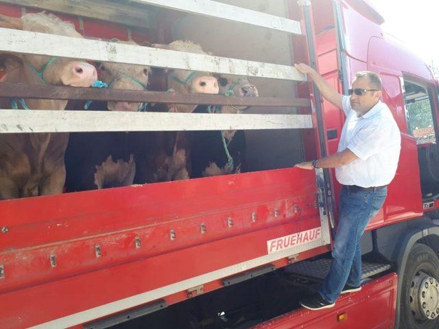 Kastamonu&rsquo;dan Trakya b&ouml;lgesine kurban sevkiyatları başladı 1