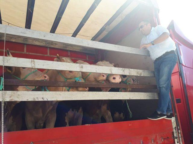 Kastamonu&rsquo;dan Trakya b&ouml;lgesine kurban sevkiyatları başladı 2