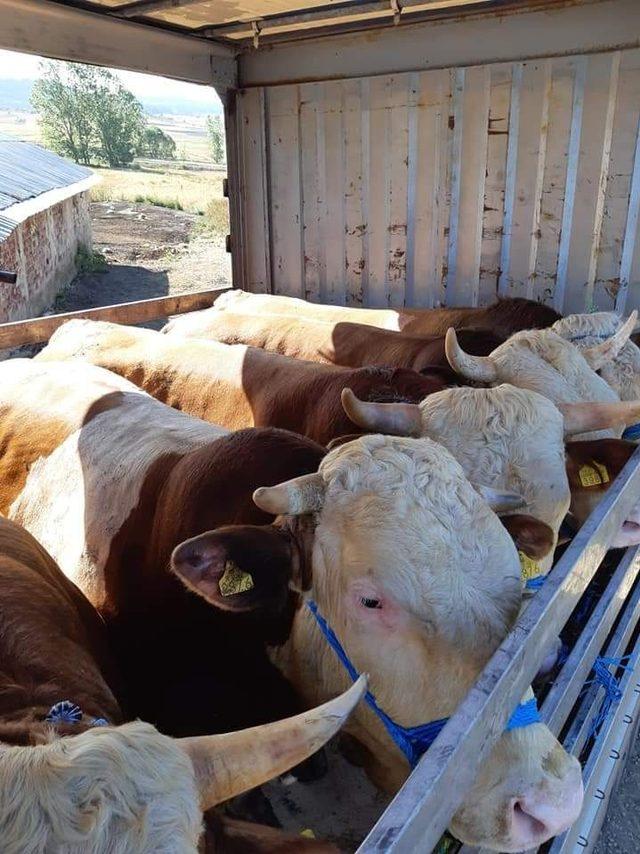 Kastamonu&rsquo;dan Trakya b&ouml;lgesine kurban sevkiyatları başladı 3