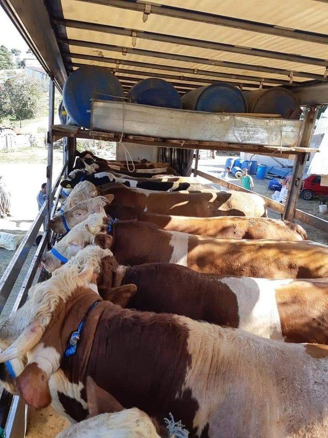 Kastamonu&rsquo;dan Trakya b&ouml;lgesine kurban sevkiyatları başladı 4