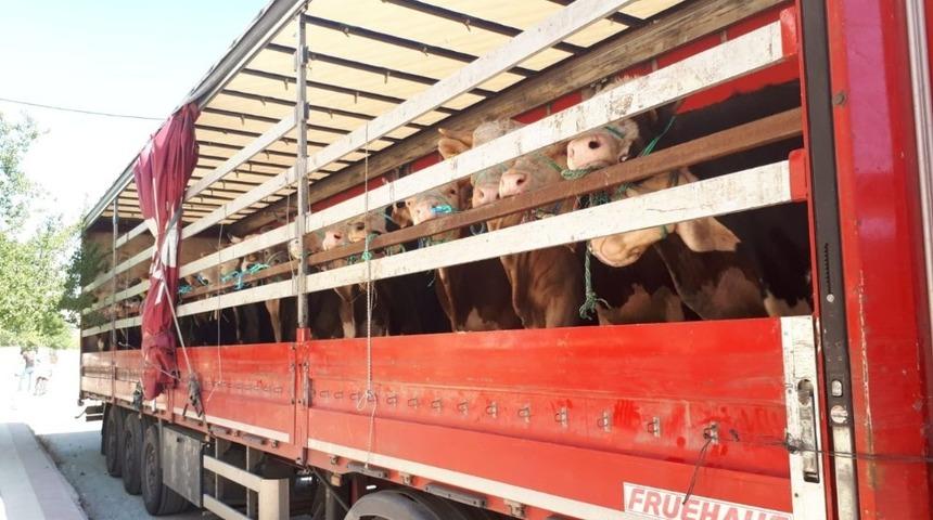 Kastamonu&rsquo;dan Trakya b&ouml;lgesine kurban sevkiyatları başladı