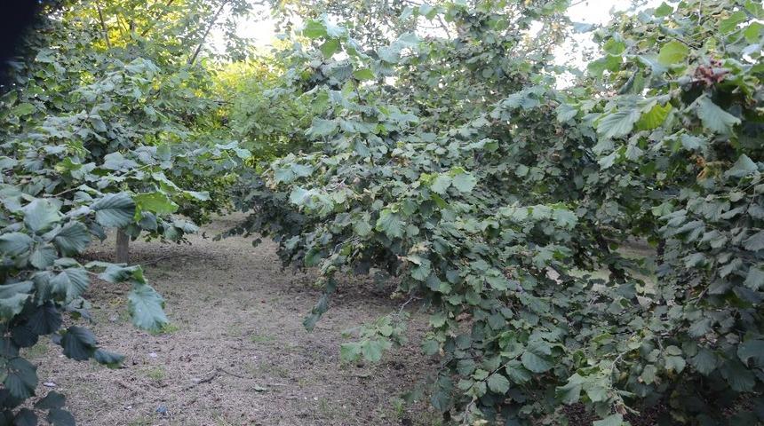 Fındık toplama tarihleri belli oldu