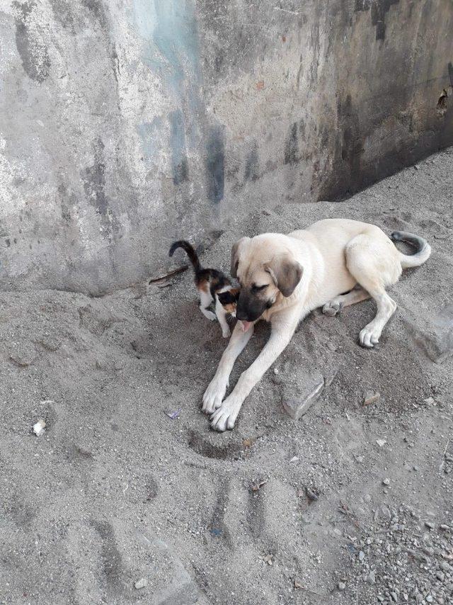 Sahipsiz sokak köpeği kediye annelik yapıyor