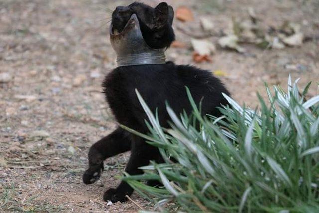 Günlerdir boynunda kavanoz parçası ile yaşayan kedi kurtarıldı