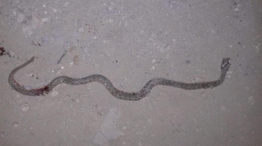 Y&uuml;ksekova&rsquo;da mahallede yılan paniği