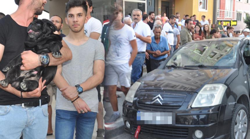 Sahibi kazada yaralanan köpek, zor sakinleştirildi