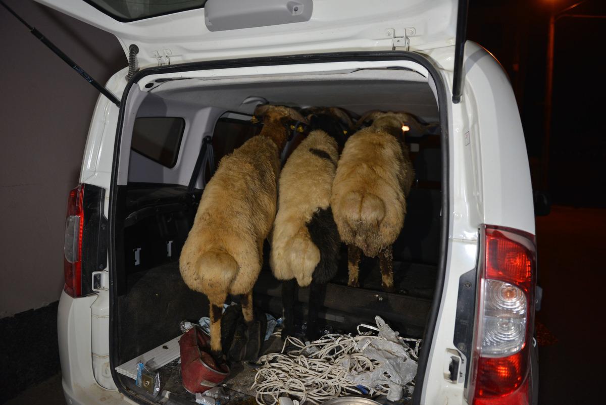 'Dur' ihtarına uymadılar, hayvanları bırakıp ka&ccedil;tılar 