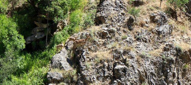 Munzur Dağlarında yaban keçileri görüntülendi