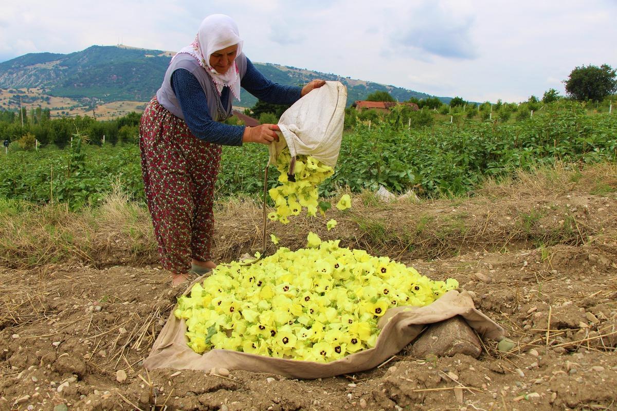 Amasya&rsquo;nın tescilli '&ccedil;eyrek altın&rsquo;ı: &Ccedil;i&ccedil;ek Bamyası