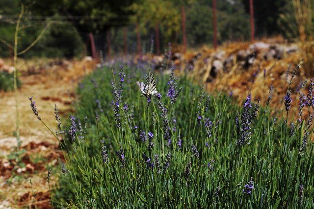 Kaş’ta lavanta yetiştiriciliği başladı