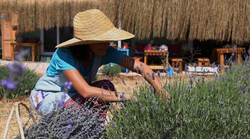 Kaş&rsquo;ta lavanta yetiştiriciliği başladı