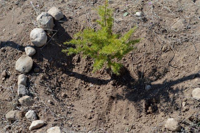 Kayseri Sağlık Müdürlüğü Hatıra Ormanına Sahip Çıkıyor