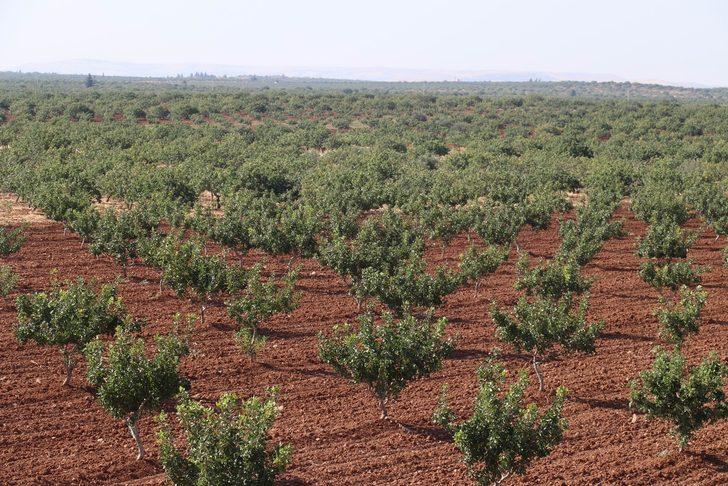 Gece-gündüz silahlarla nöbet tutuyorlar G5