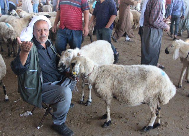 Şanlıurfa'da kurbanlık hareketliliği