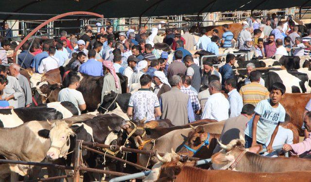 Şanlıurfa'da kurbanlık hareketliliği