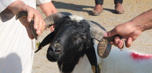 Şanlıurfa'da kurbanlık hareketliliği