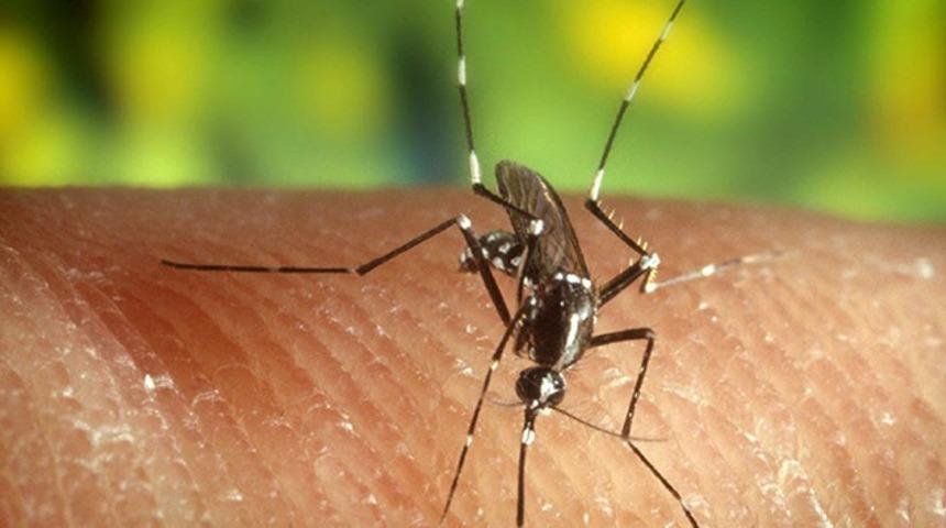 Ölümcül Batı Nil Virüsü'nün belirtilerini anlamak çok zor