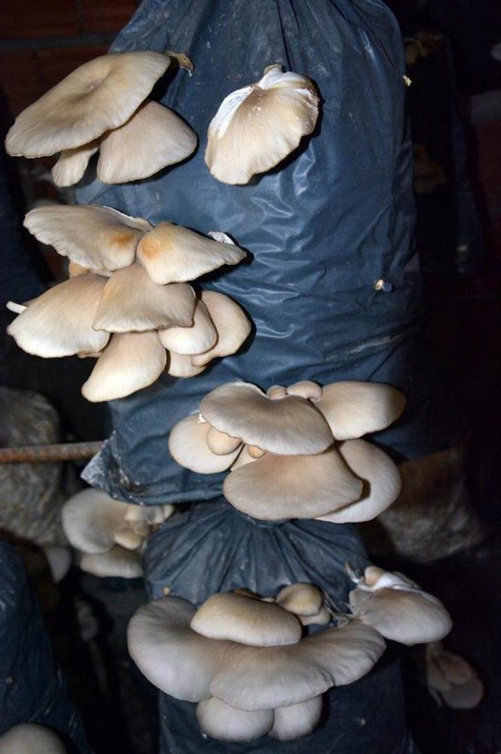 Ek gelir için başladı, şimdi para basıyor G1