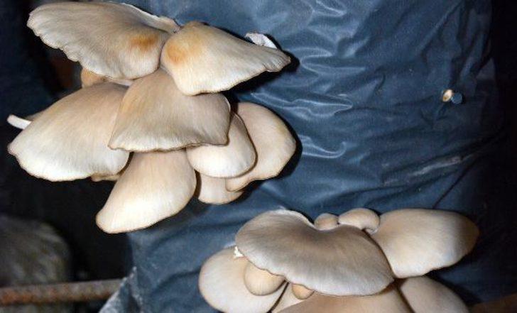 Ek gelir için başladı, şimdi para basıyor G3