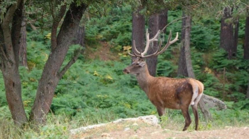 Yaban hayvanı salım ve yerleştirme &ccedil;alışmaları hızla s&uuml;r&uuml;yor