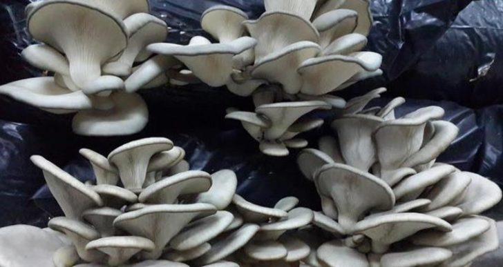 Ek gelir için başladı, şimdi para basıyor G4