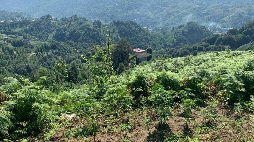 &Ccedil;alılıklar arasında Hint keneviri bulundu