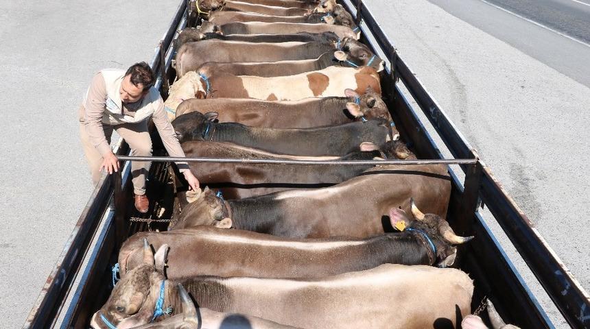 Yozgat’ta kurbanlık hayvan sevkiyatına sıkı denetim