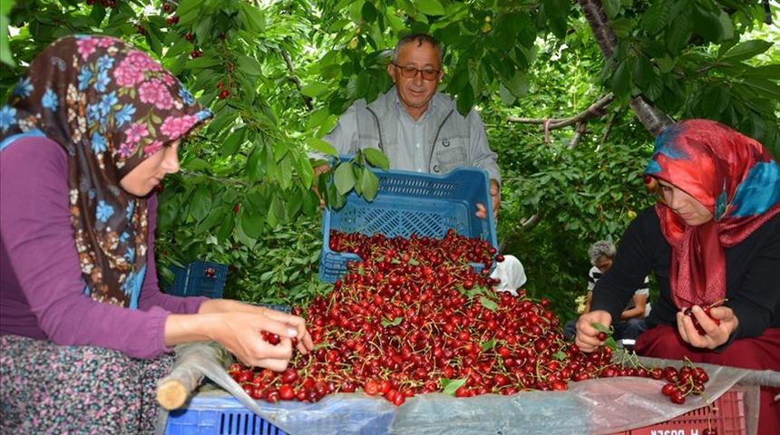  Toroslar'dan Rusya'ya kiraz ihracatı
