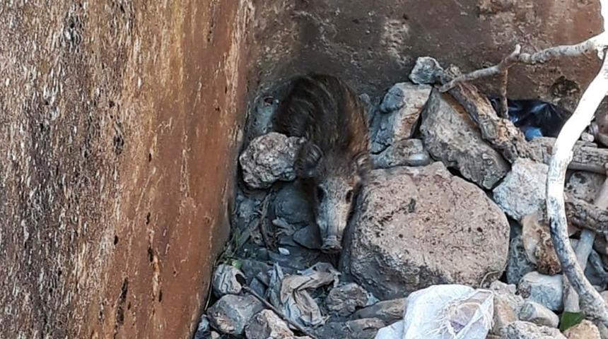 Su havuzuna d&uuml;şen yavru domuzu itfaiye kurtardı