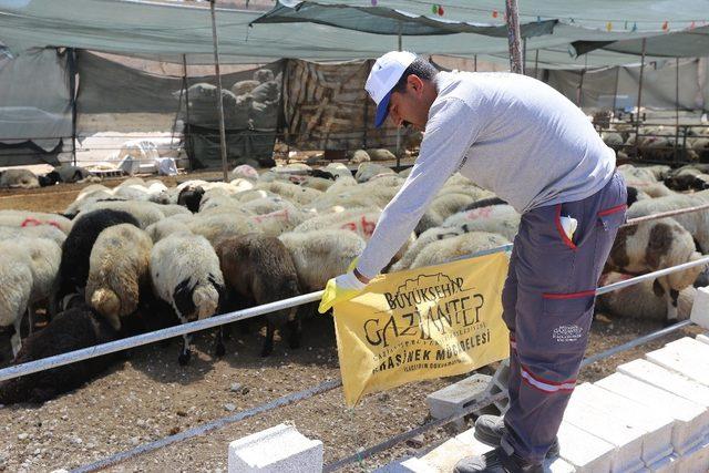 Kurban kesim ve satış yerlerinde karasinek mücadelesi