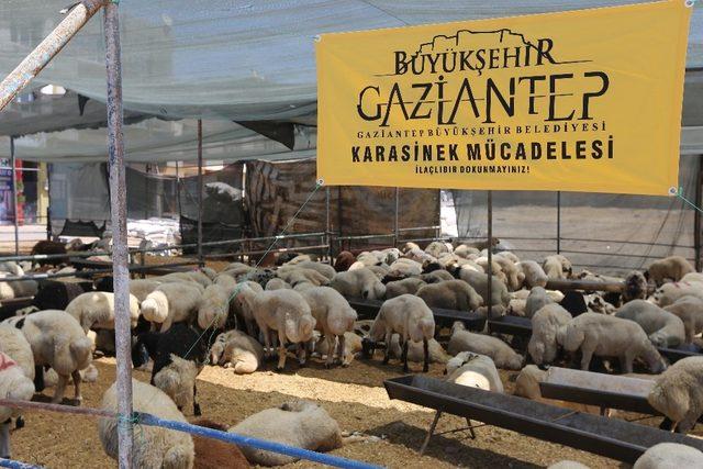 Kurban kesim ve satış yerlerinde karasinek mücadelesi