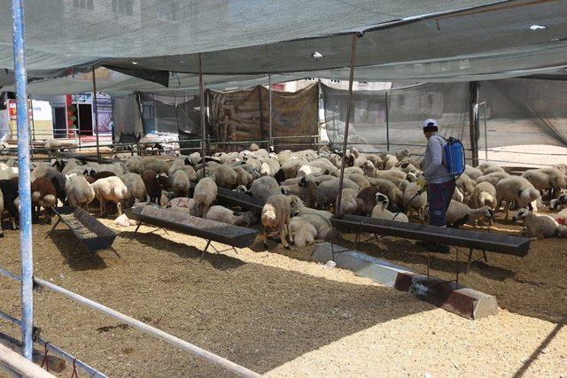 Kurban kesim ve satış yerlerinde karasinek mücadelesi