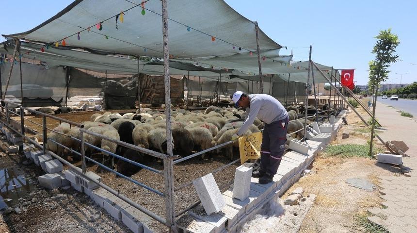 Kurban kesim ve satış yerlerinde karasinek m&uuml;cadelesi