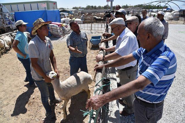 Selçuklu’da kurban satışı başladı