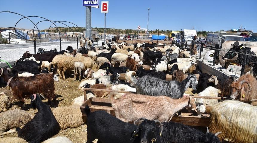 Sel&ccedil;uklu&rsquo;da kurban satışı başladı