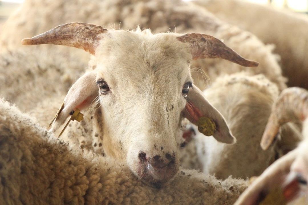 Kurban hareketliliği başlıyor