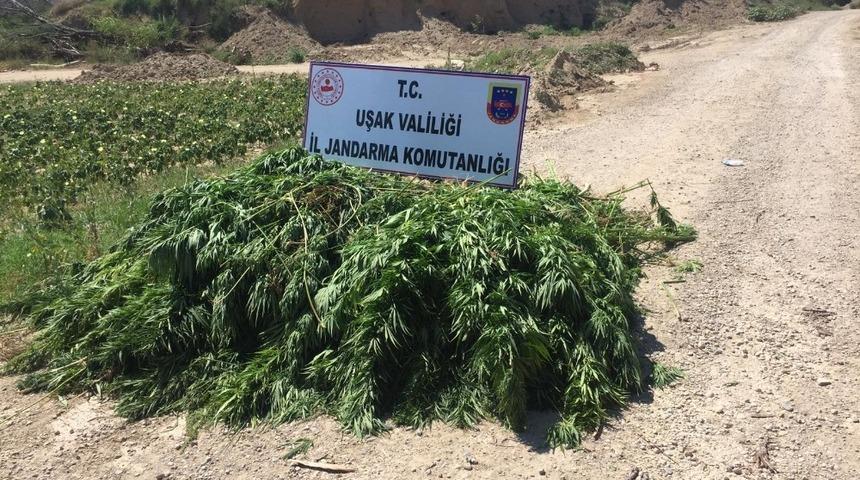 &Ouml;zel g&uuml;breleme ve sulama sistemiyle yetiştirilen kenevirler ele ge&ccedil;irildi