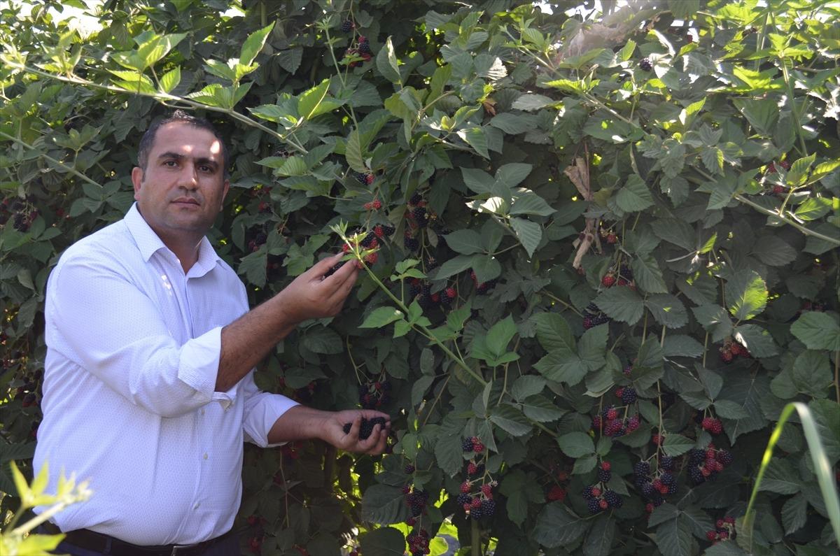 Kaderi &ccedil;ilekle değişti, b&ouml;ğ&uuml;rtlenle de yurt dışına a&ccedil;ılıyor