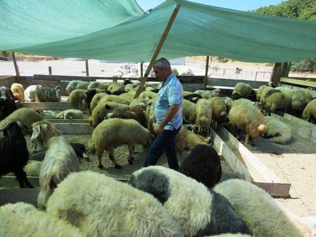 Bodrum’da hayvan satış ve kesim yerleri belirlendi