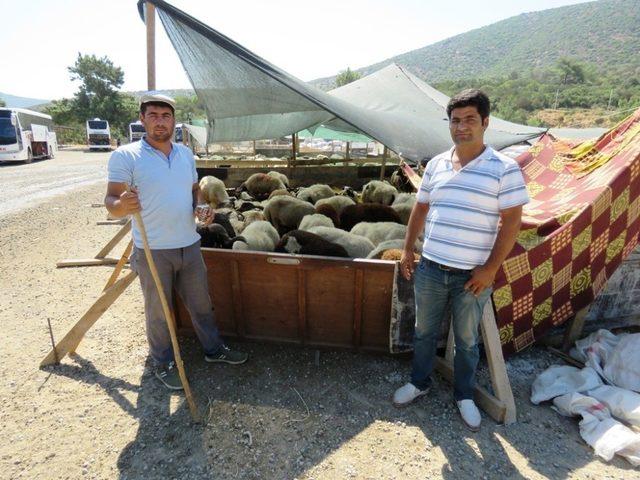 Bodrum’da hayvan satış ve kesim yerleri belirlendi